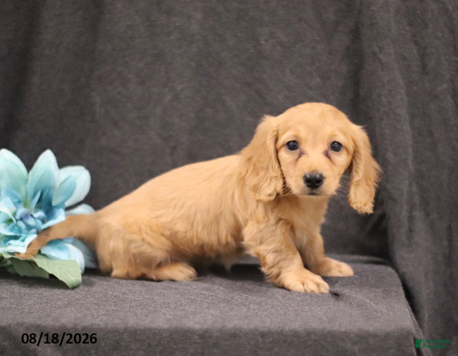 Miniature Dachshund dogs Quenton - Ad 1