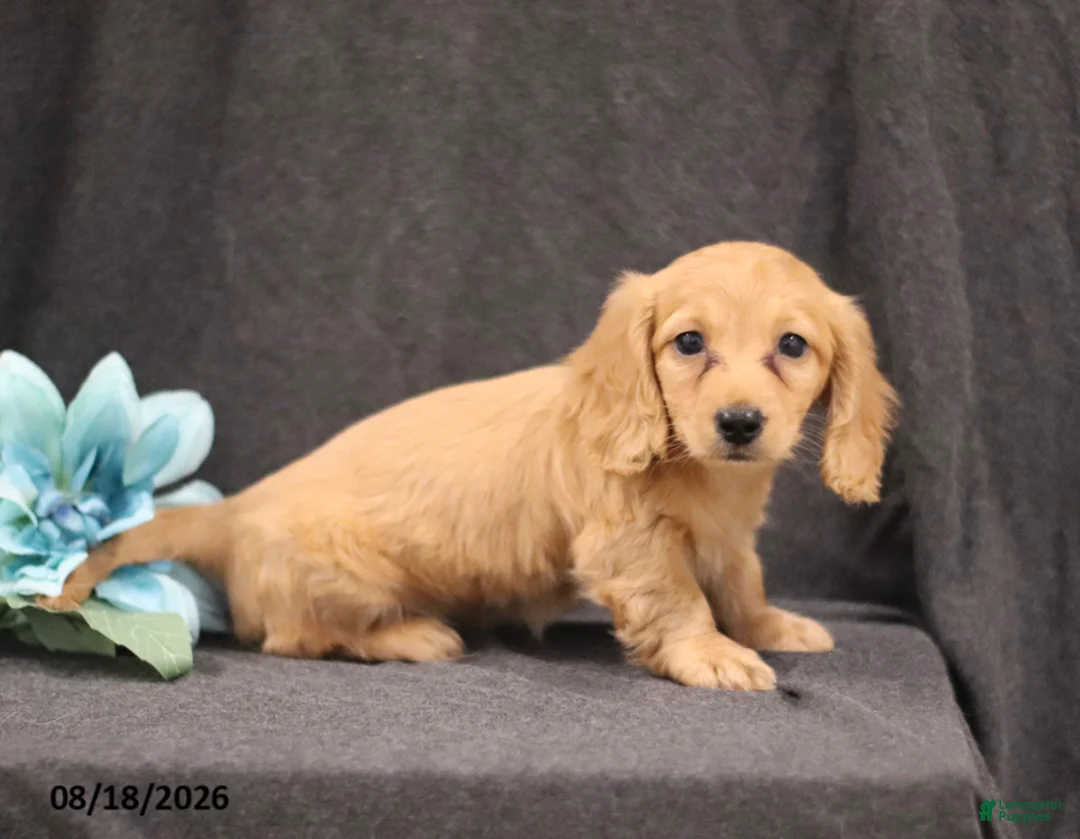 Miniature Dachshund dogs for sale: Quenton - Ad 1