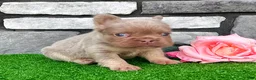 French Bulldog dogs for sale: Fancy Newshade - Ad 3