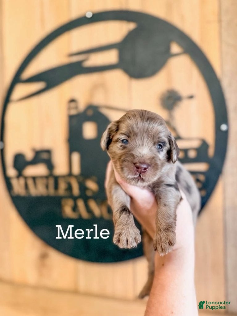 Double Doodle dogs Merle - Ad 7