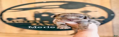 Merle