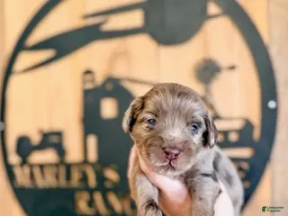 Double Doodle dogs Merle - Ad 7
