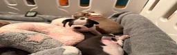 Boston Terrier dogs for sale: Blanca  - Ad 8