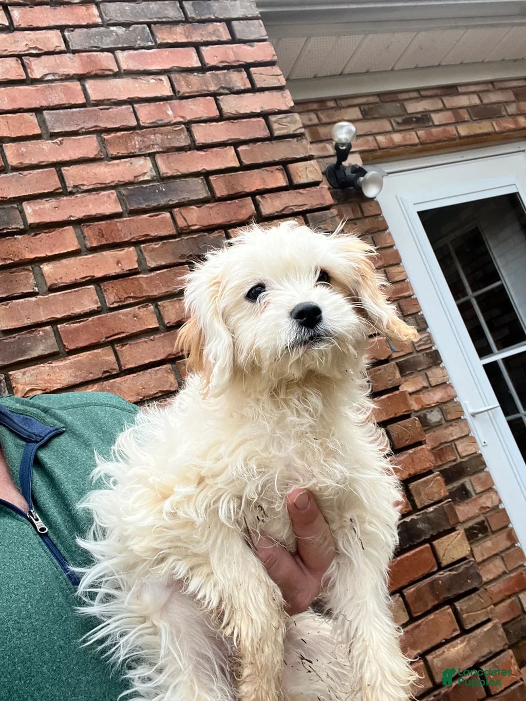 Cavachon dogs for sale: Cavachon Puppy 1 - Ad 1