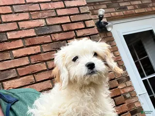 Cavachon dogs Cavachon Puppy 1 - Ad 25