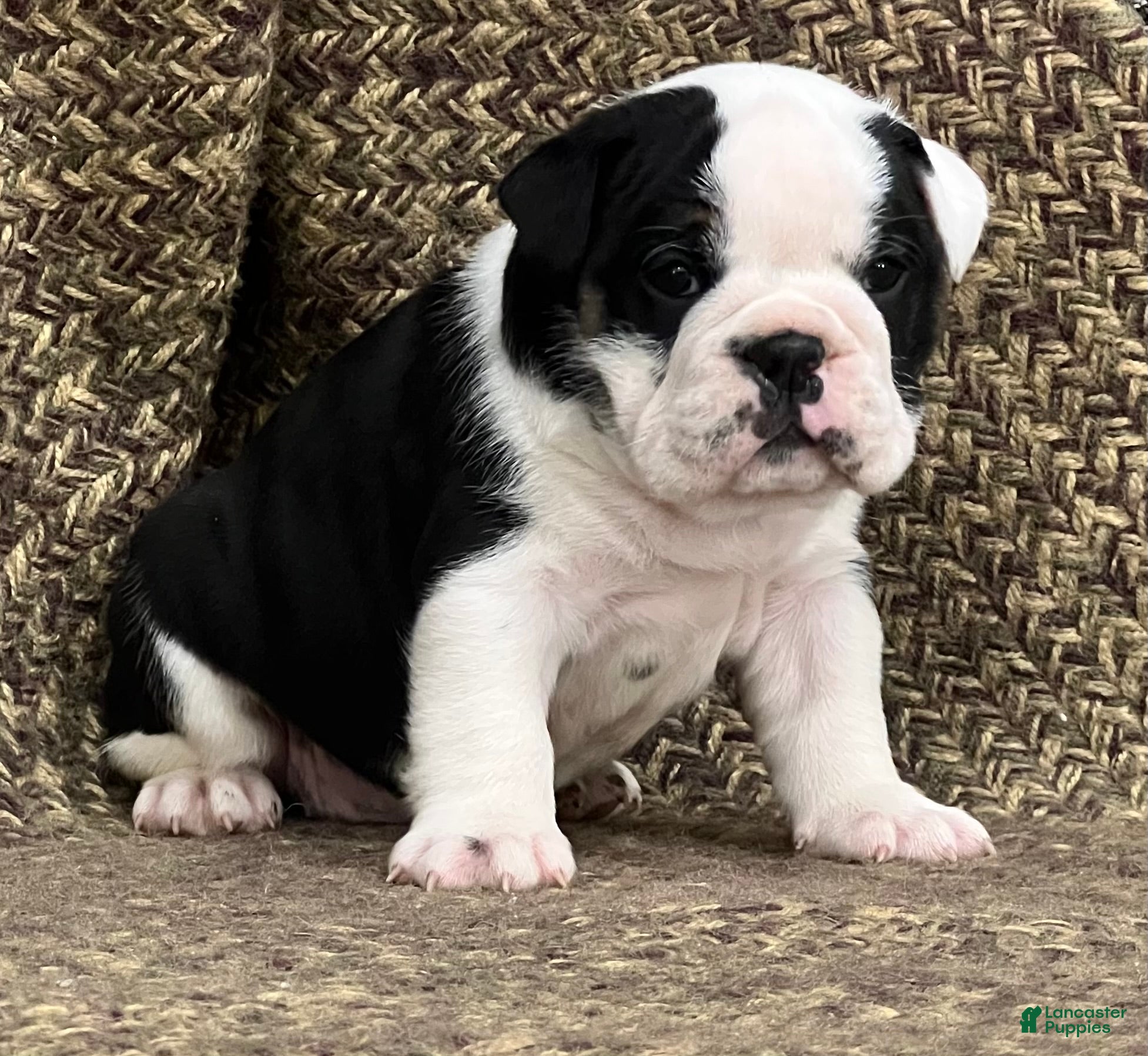 English Bulldog dogs Daisy - Ad 1