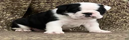 English Bulldog dogs for sale: Daisy - Ad 1