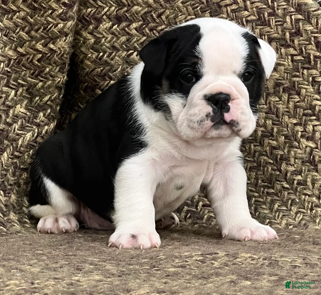 English Bulldog dogs for sale: Daisy - Ad 1