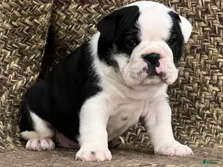 English Bulldog dogs Daisy - Ad 1