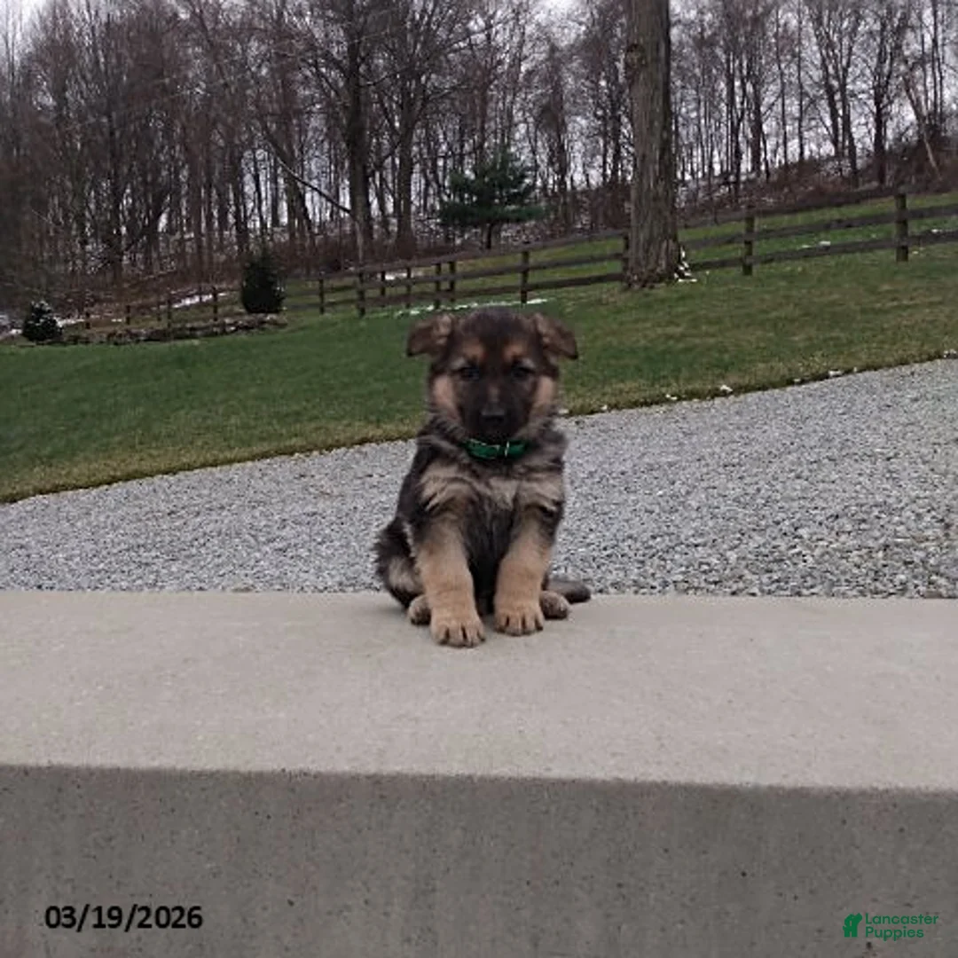 German Shepherd dogs for sale: Duke - Ad 1