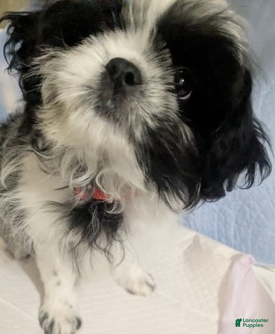 Shih Tzu dogs for sale: Imperial  Shih Tzu  Serafina Red Collar  - Ad 4