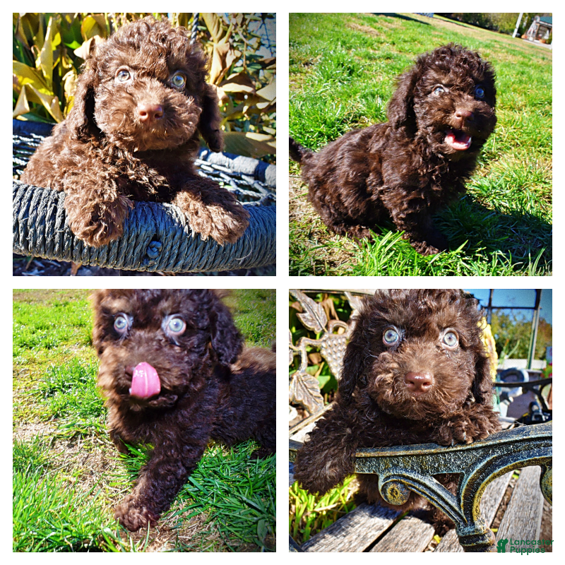 Havapoo dogs Izzy - Ad 32