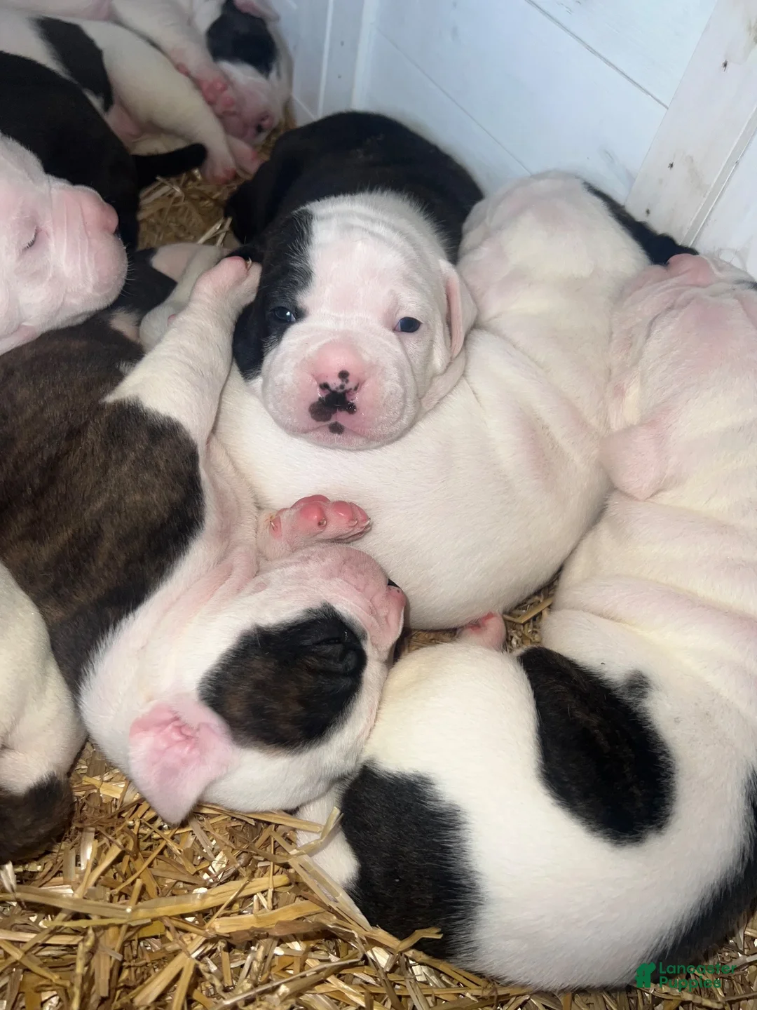 American Bulldog dogs for sale: American Bulldog 4 - Ad 5