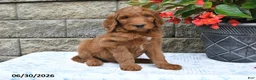 Goldendoodle dogs for sale: Indie - Ad 5