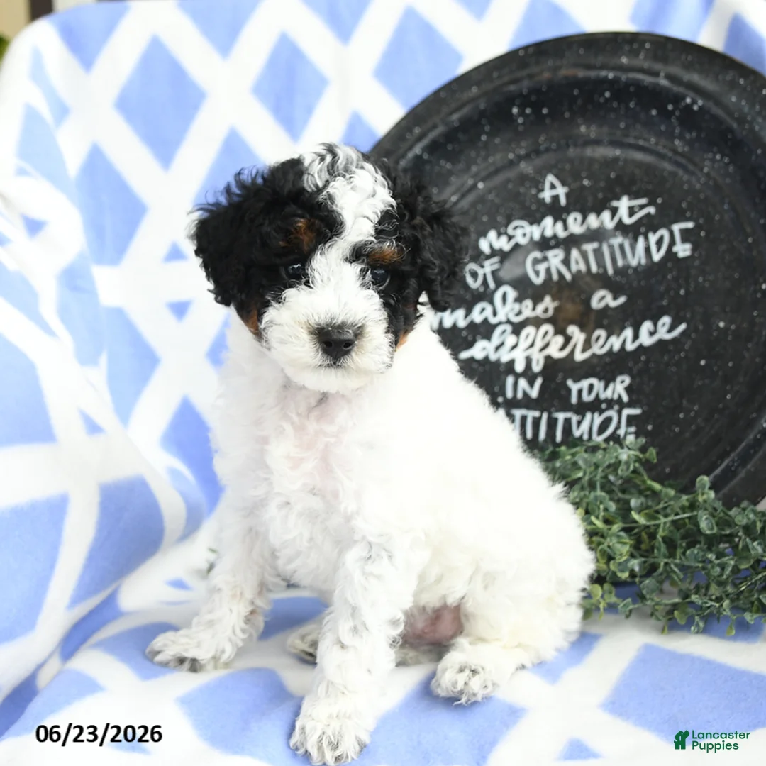 Toy Poodle dogs for sale: Cadbury - Ad 1
