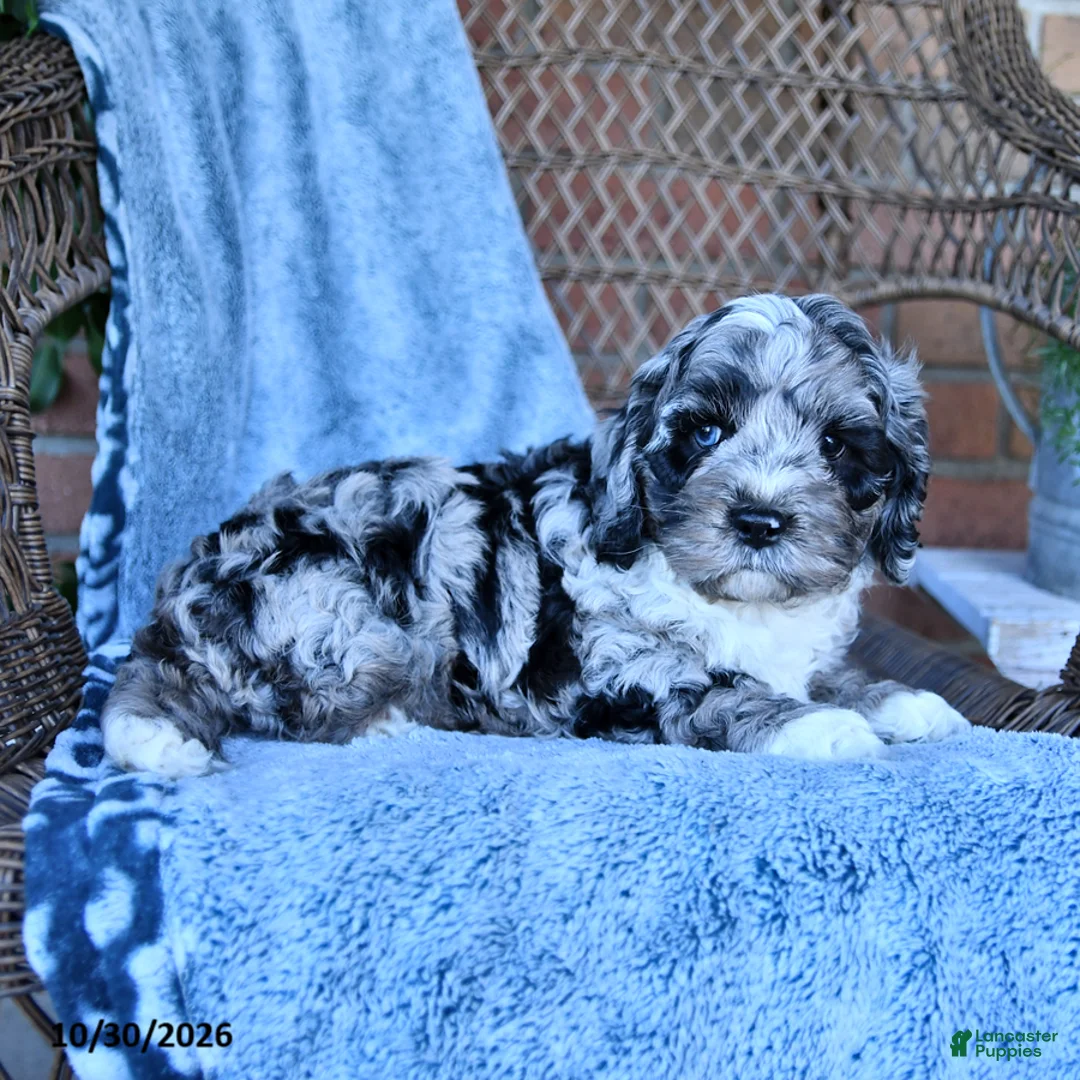 Cockapoo dogs for sale: Theo - Ad 2