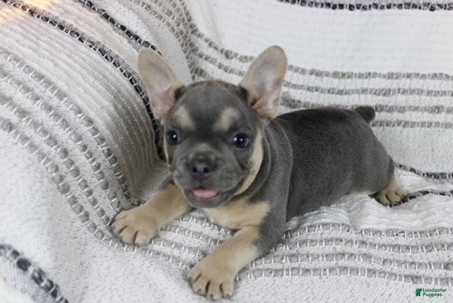 French Bulldog dogs Emily - Ad 1