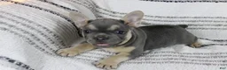French Bulldog dogs for sale: Emily - Ad 1