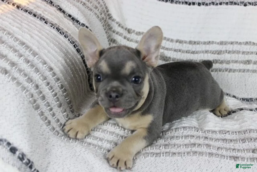 French Bulldog dogs for sale: Emily - Ad 1