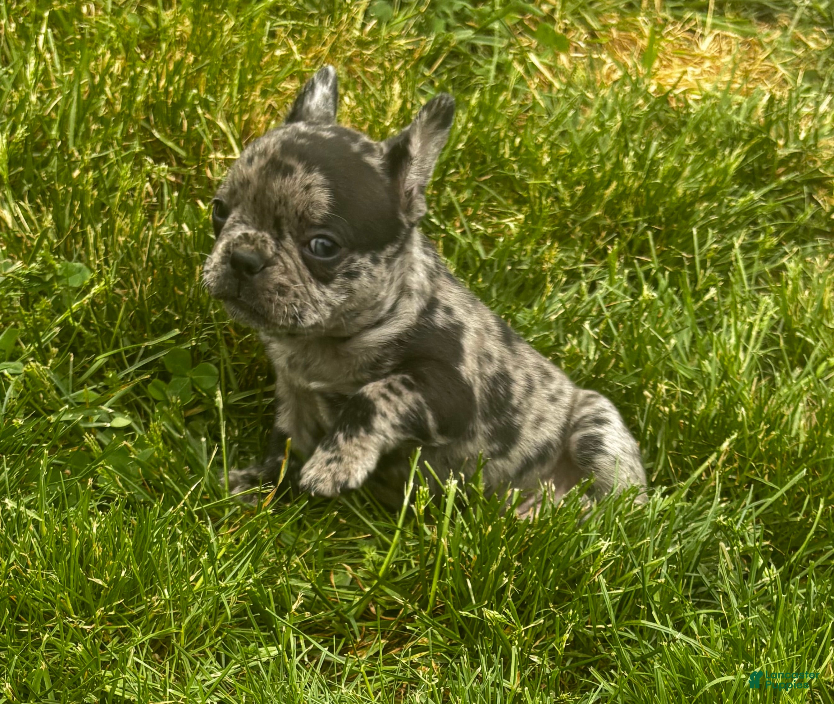 Mixed Breed dogs Bluey - Ad 8
