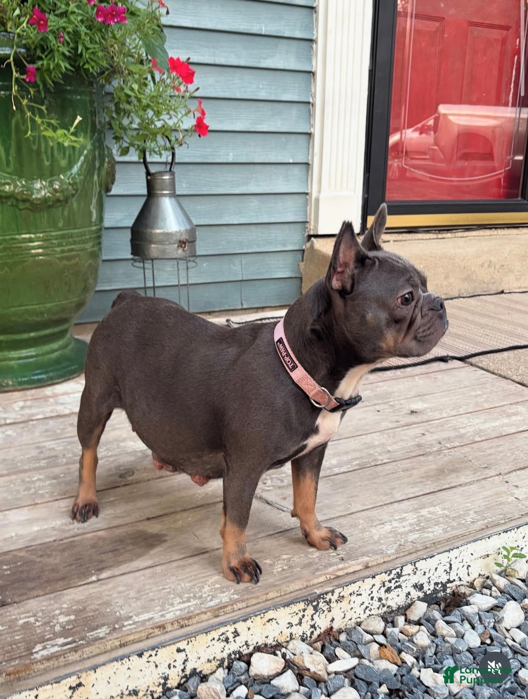 French Bulldog dogs for sale: Lala Female - Ad 2