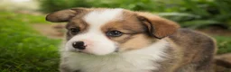 Welsh Corgi Pembroke dogs for sale: Buzz - Ad 3