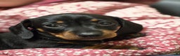 Dachshund dogs for sale: Pumpkin  - Ad 3