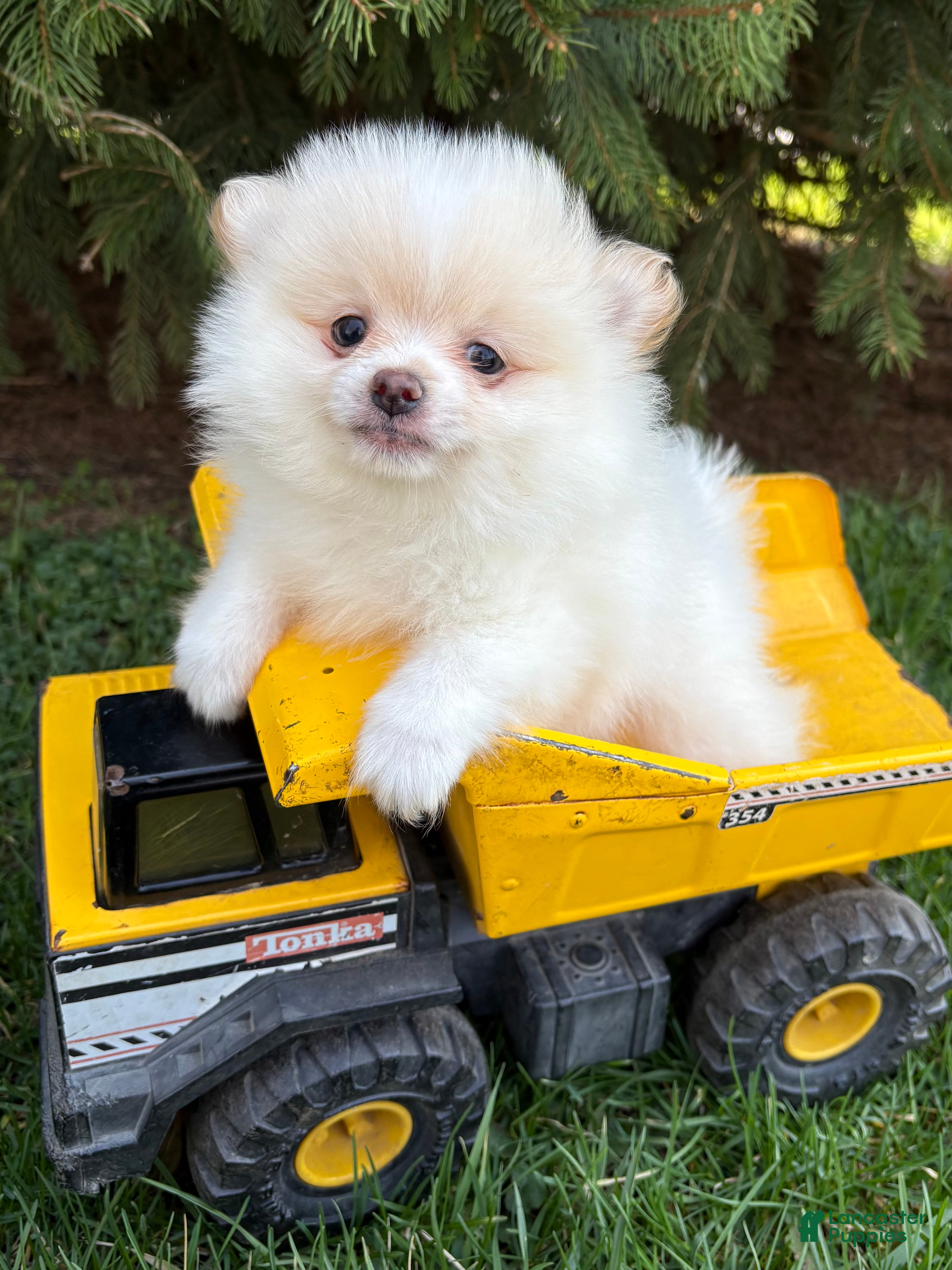 Pomeranian dogs Zeppelin - Ad 1