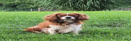 Cavalier King Charles Spaniel dogs for sale: Dottie - Ad 6