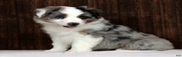 Miniature Australian Shepherd dogs for sale: Blue Bell - Ad 9