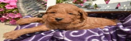 Mini Goldendoodle dogs for sale: Deva Mini Goldendoodle 3 - Ad 6