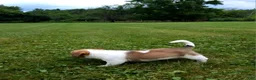 Mixed Breed dogs for sale: Orpheus - Ad 12