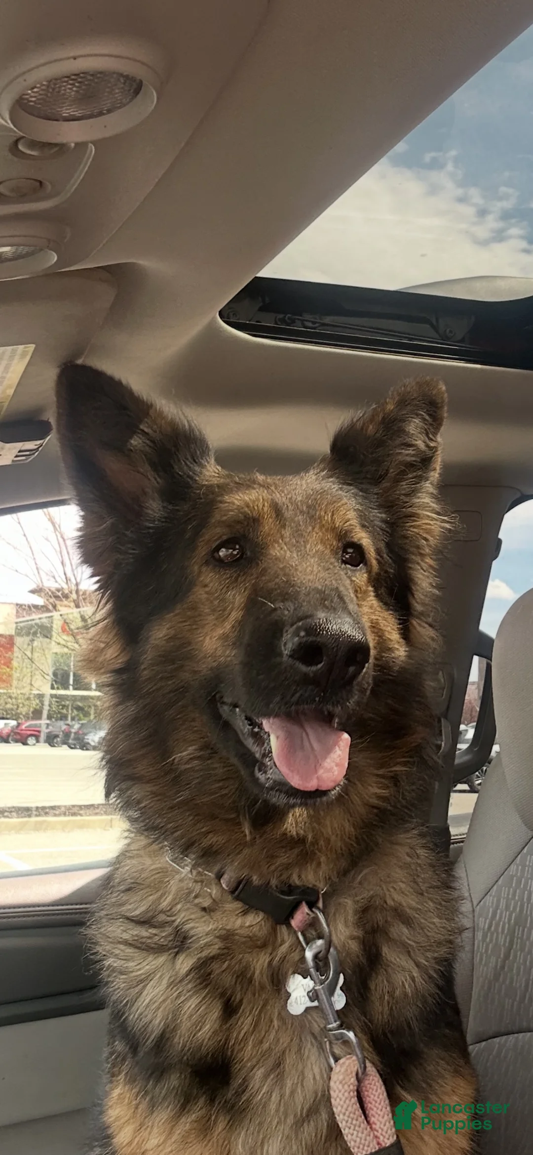 German Shepherd dogs for sale: German Shepherd 1 - Ad 3