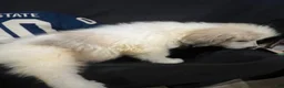 Great Pyrenees dogs for sale: Duke - Ad 8