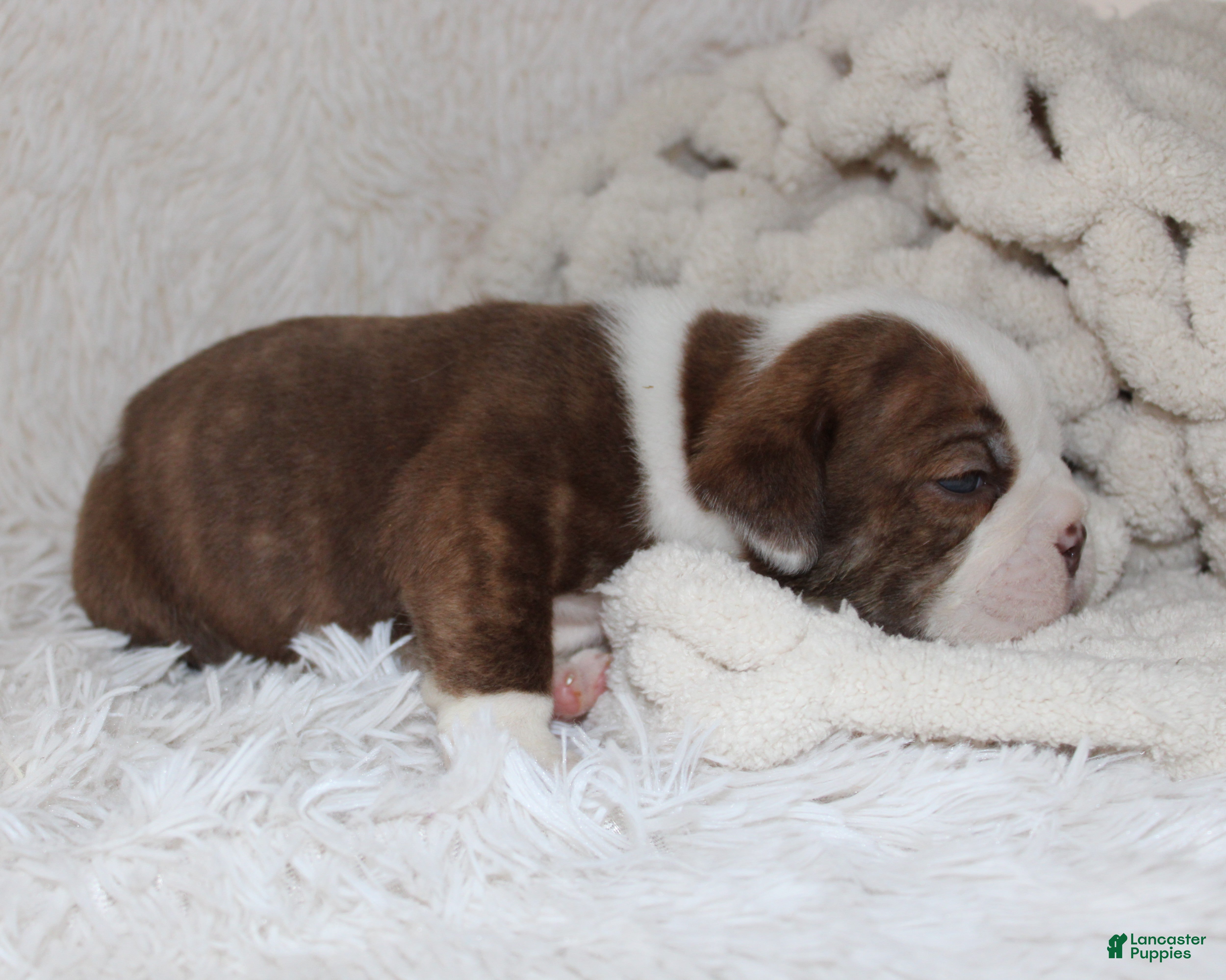 English Bulldog dogs Hudson - Ad 2