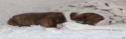 English Bulldog dogs for sale: Hudson - Ad 2