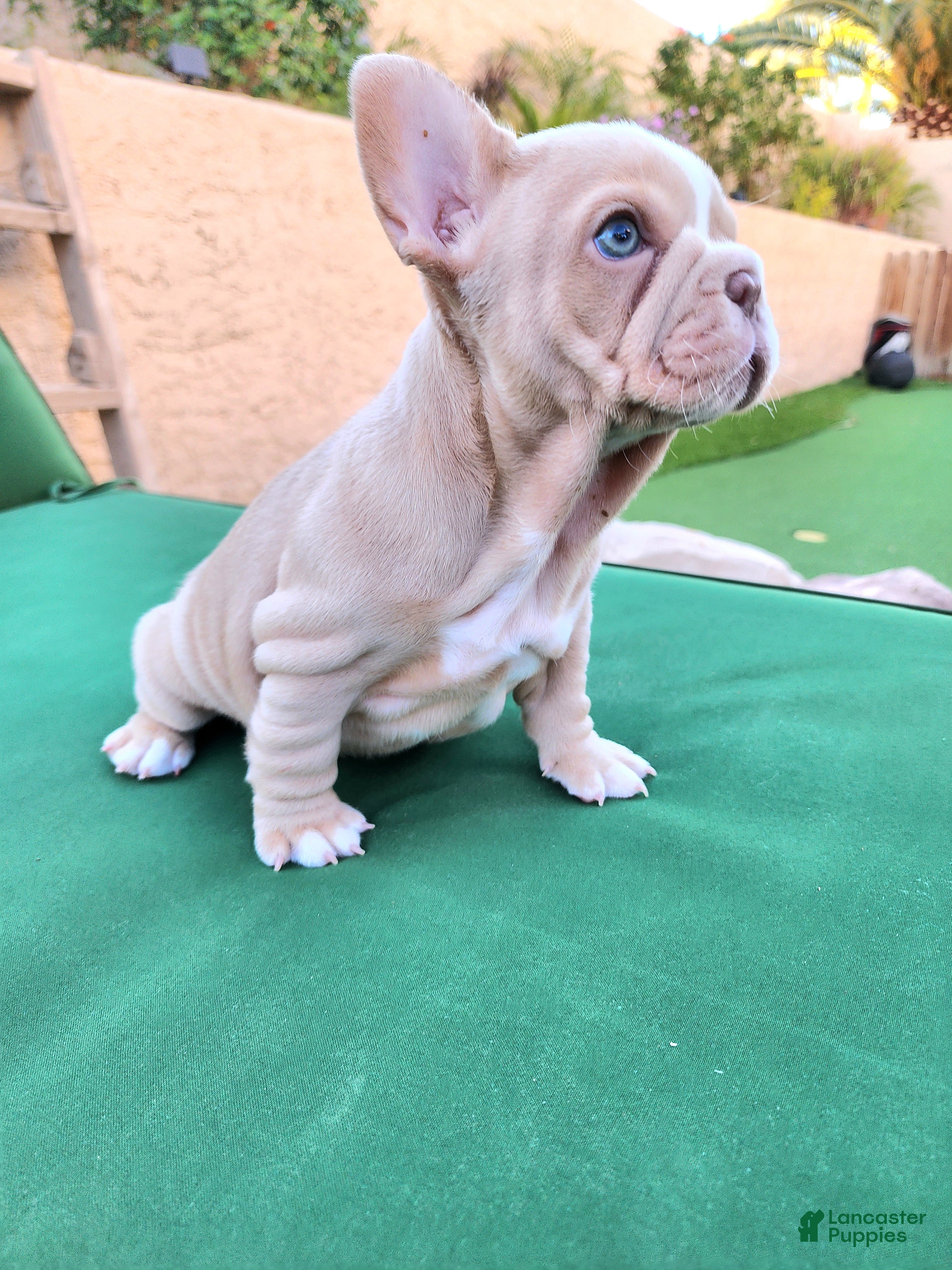 French Bulldog dogs Izzy - Ad 2