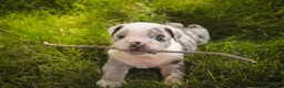 English Bulldog dogs for sale: Seth English Bulldog  - Ad 6