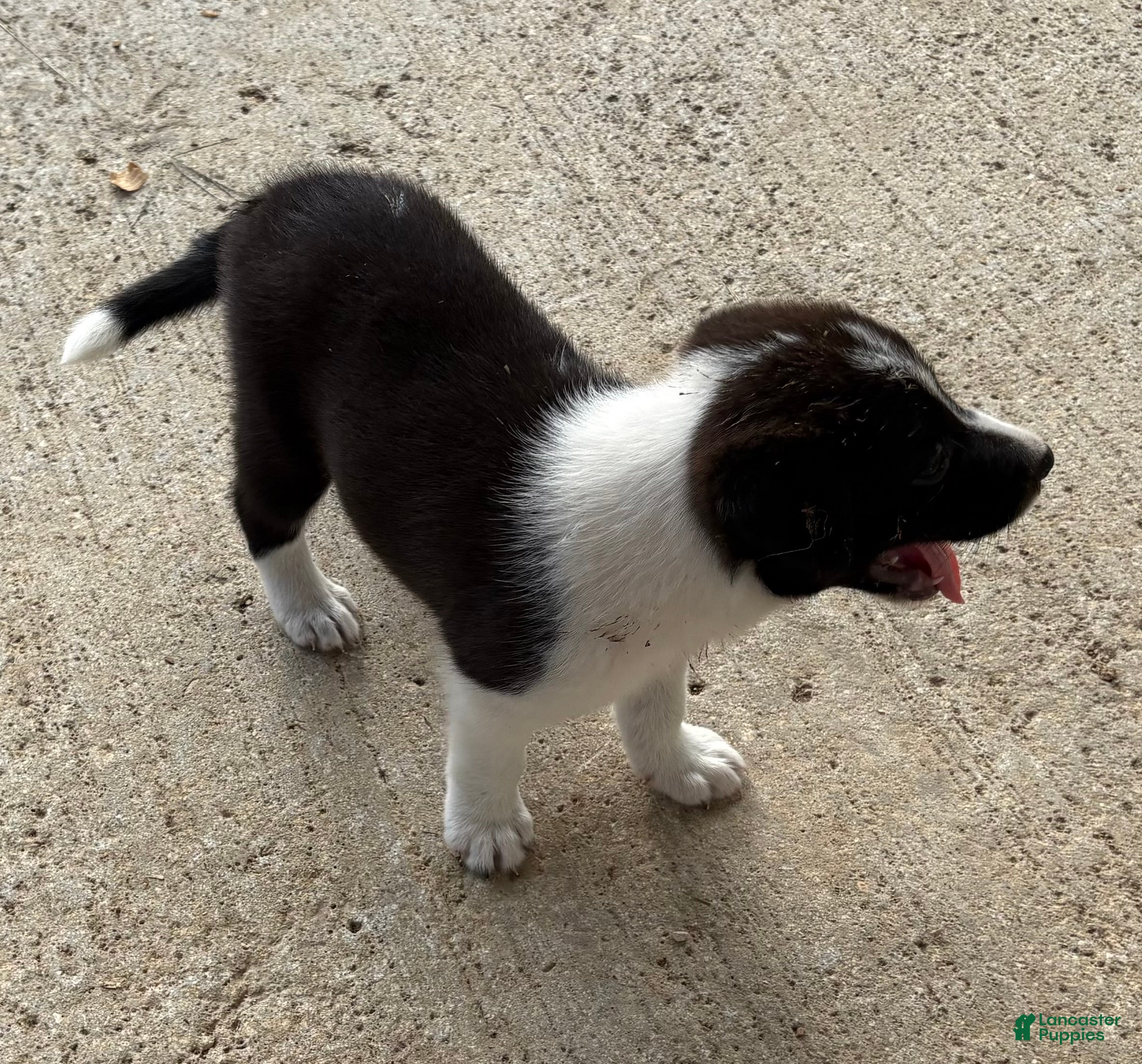 Border Collie dogs for sale: Border Collie 1 - Ad 1