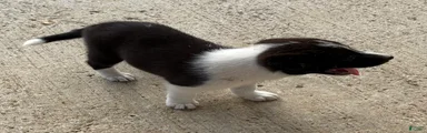 Border Collie 1