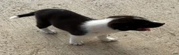 Border Collie dogs for sale: Border Collie 1 - Ad 1