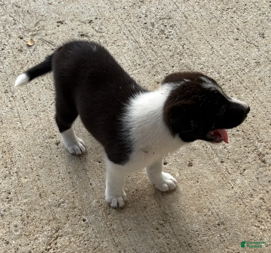 Border Collie dogs for sale: Border Collie 1 - Ad 1