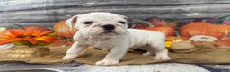 English Bulldog dogs for sale: Mayo - Ad 6