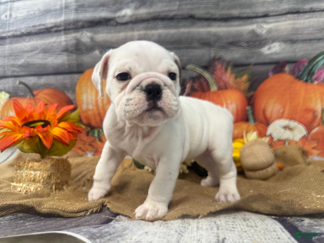 English Bulldog dogs for sale: Mayo - Ad 6