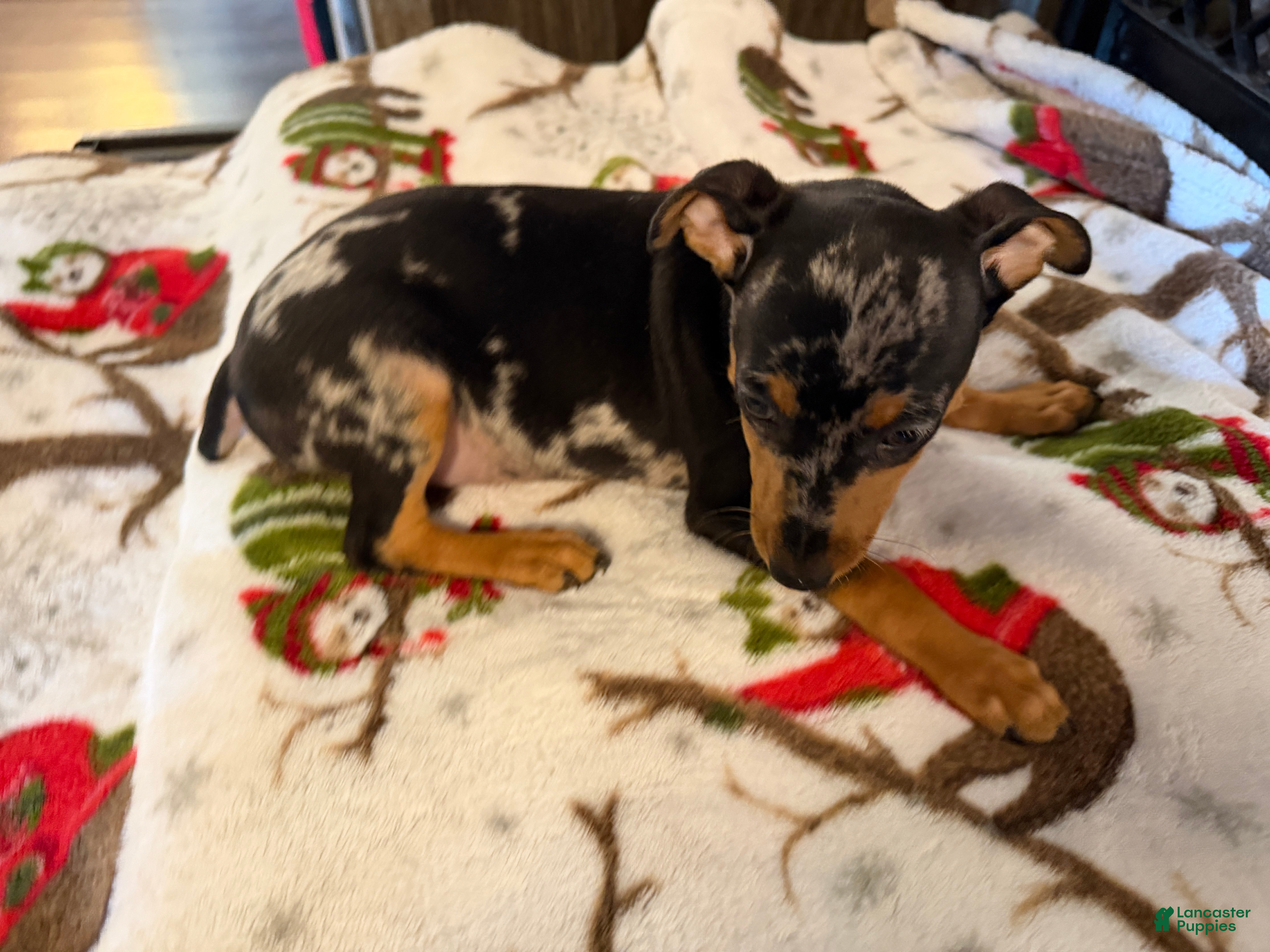 Miniature Pinscher dogs Miniature Pinscher Puppy 5 - Ad 19