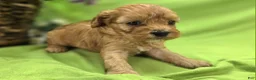 Cavapoo dogs for sale: Indigo - Ad 7