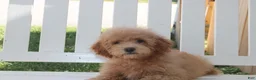 Shihpoo dogs for sale: Milo - Ad 6