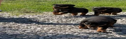 Rottweiler dogs for sale: Rottweiler Puppy 1 - Ad 20