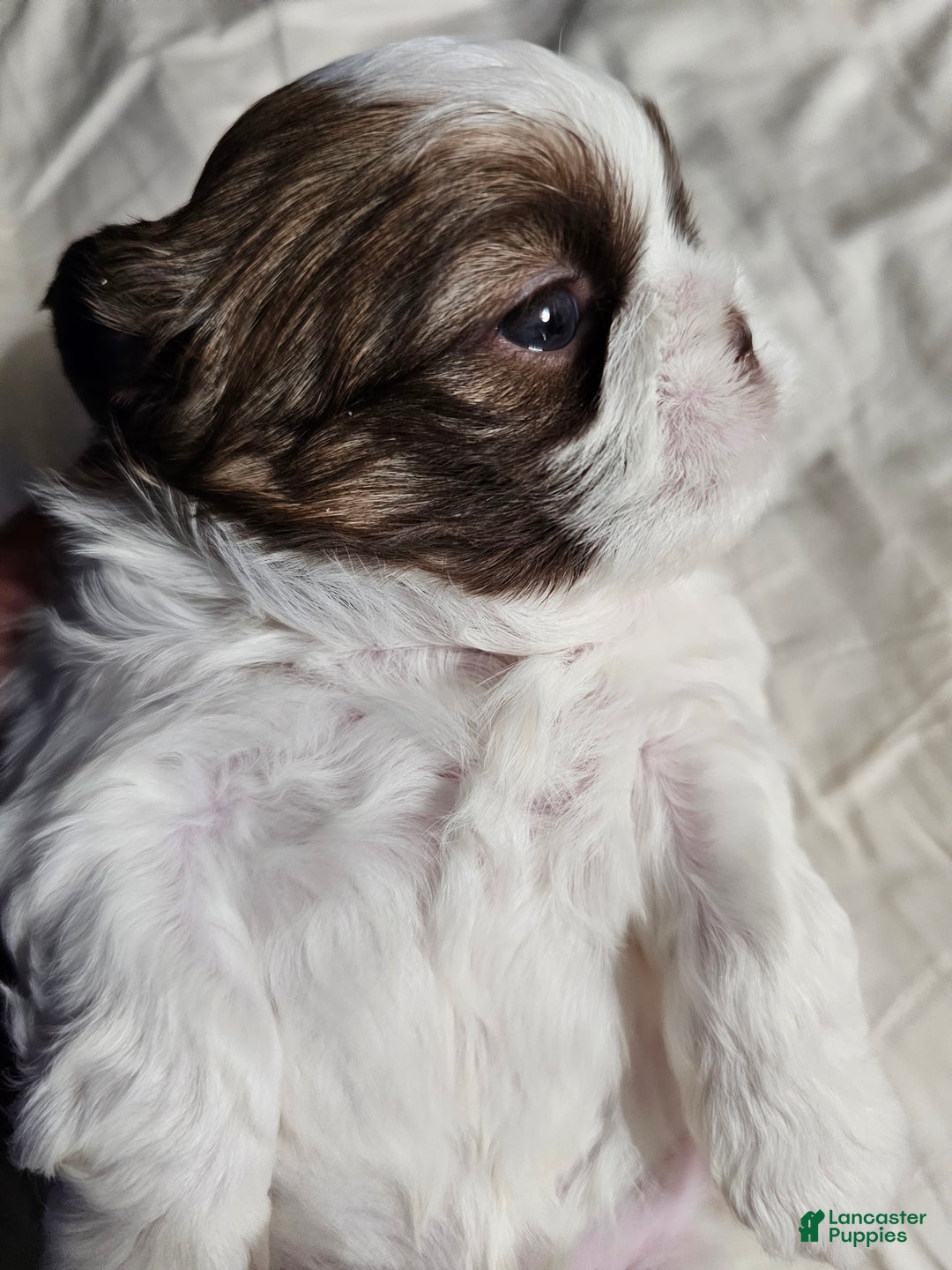 Shih Tzu dogs for sale: Chanel  - Ad 1