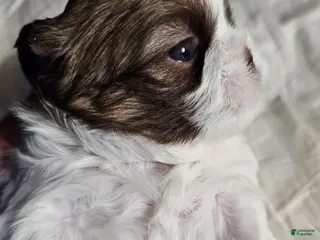 Shih Tzu dogs Chanel - Ad 30